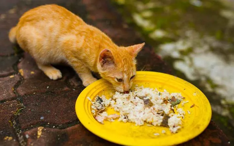 Chicken and Rice | Homemade Cat Food