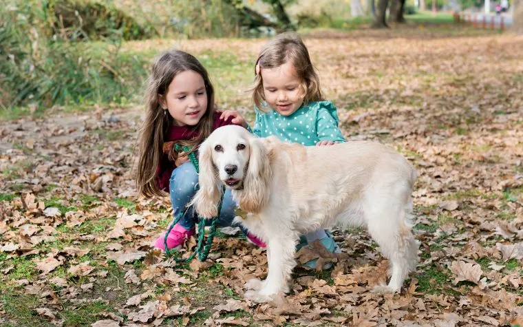 Do English Cocker Spaniel Make Good Family Pets?