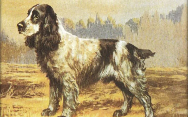 History of English Cocker Spaniel