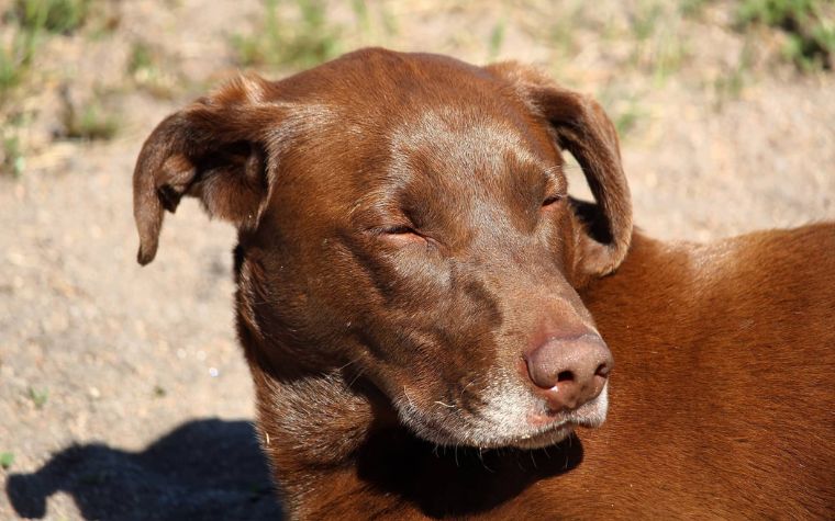 Infection of the Skin | Facial Swelling in Dogs