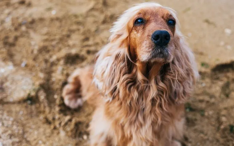 Why Do English Cocker Spaniel Have So Many Health Problems?