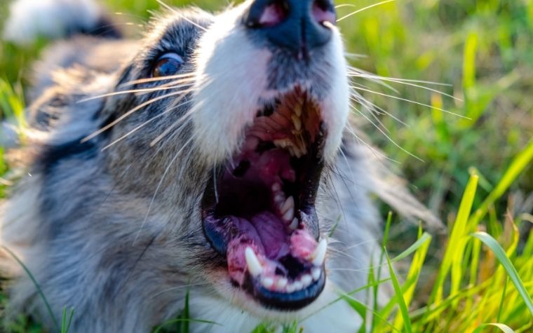 A Dog Tongue Has an Impact on the Sound of His Bark