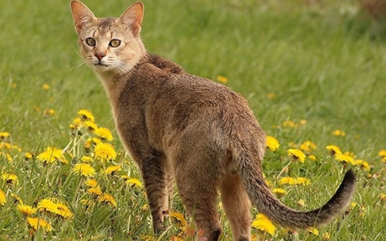 Chausie Cat's Appearance: