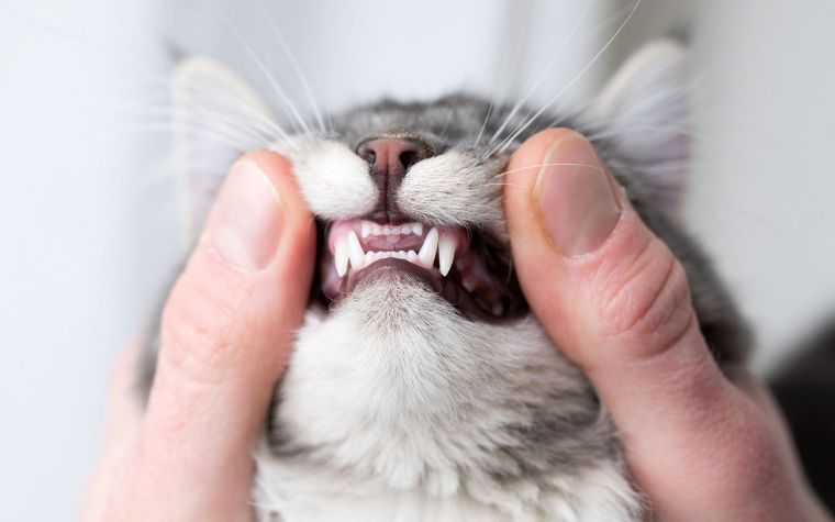 How can you prevent your Cat is drooling