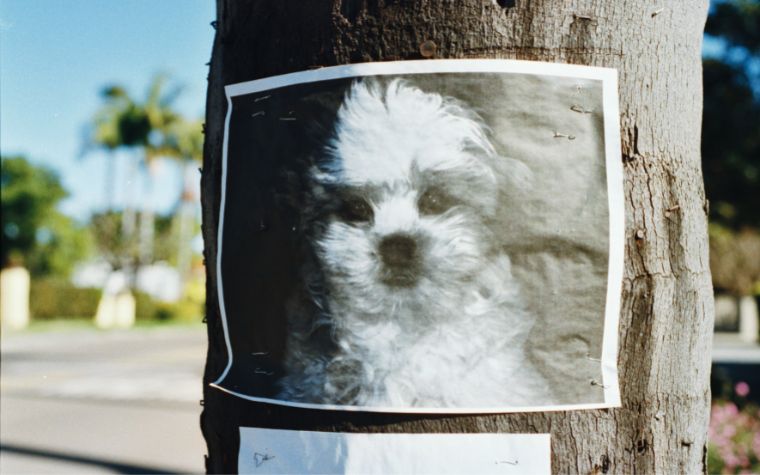How to Find a Lost Dog Tips and Scams You Should Look For