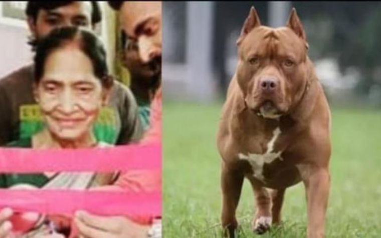 Lucknow 80-Year-Old Woman Mauled by her Pet Dog