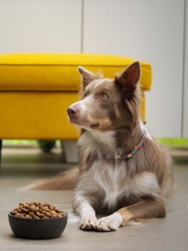 Healthy Low Calorie Dog Treats to Reduce your Dog’s Obesity