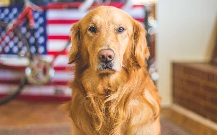 Golden Retriever - Affectionate Dog Breeds