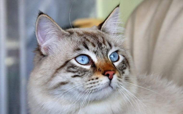 What Are the Things You Should Know Before You Own a Siberian Cat
