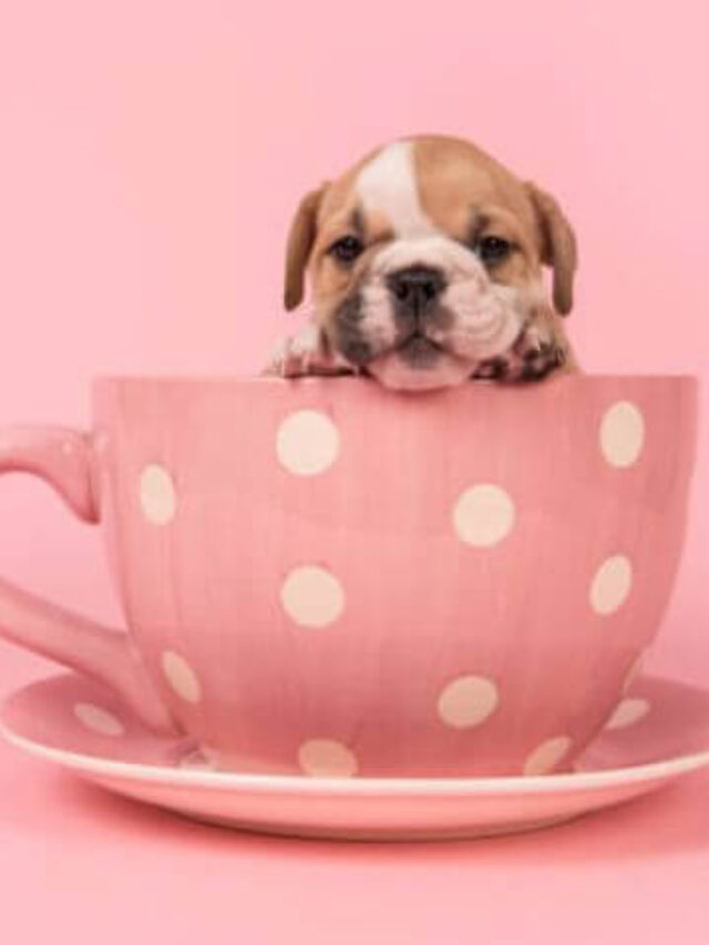 Teacup Dog Breeds