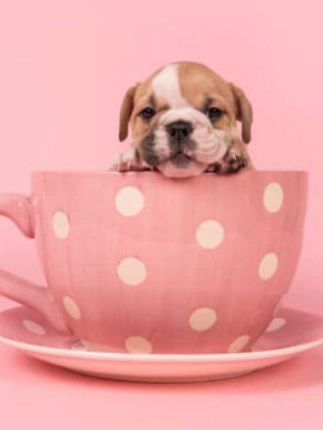 Top 10 Teacup Dog Breeds That Will Win Your Heart