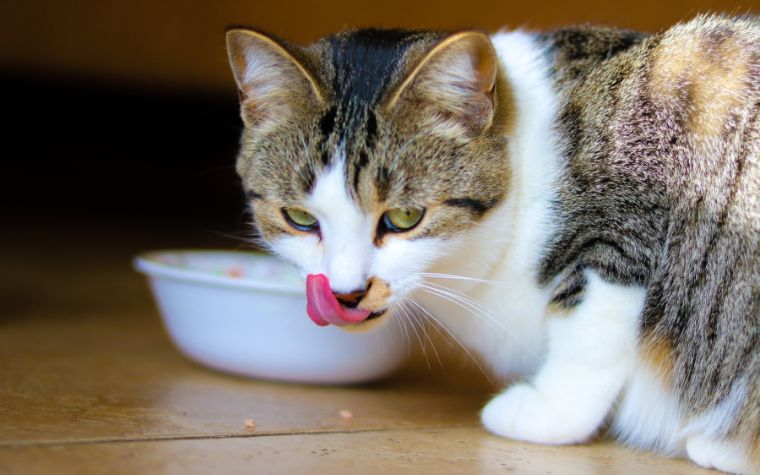 10 Poisonous and Toxic Foods That Can Kill Your Cat