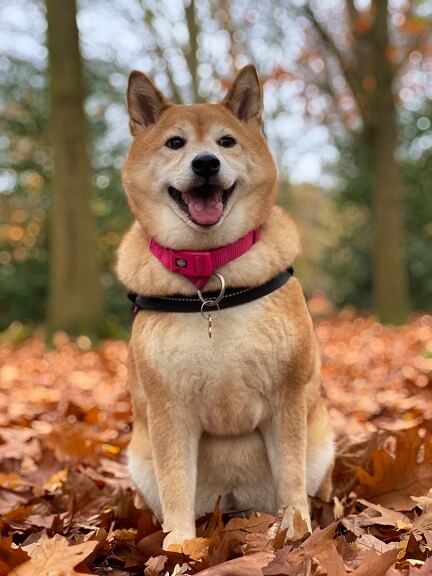 Akita - Scariest Dog Breeds