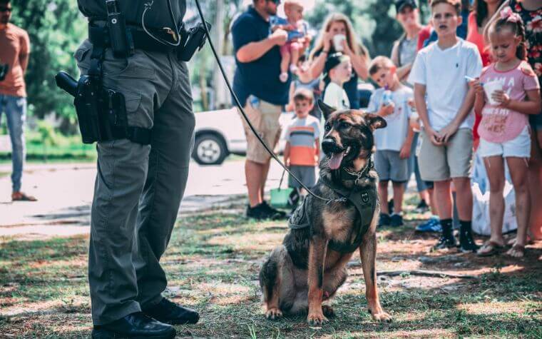 Are police dogs different from house dogs?