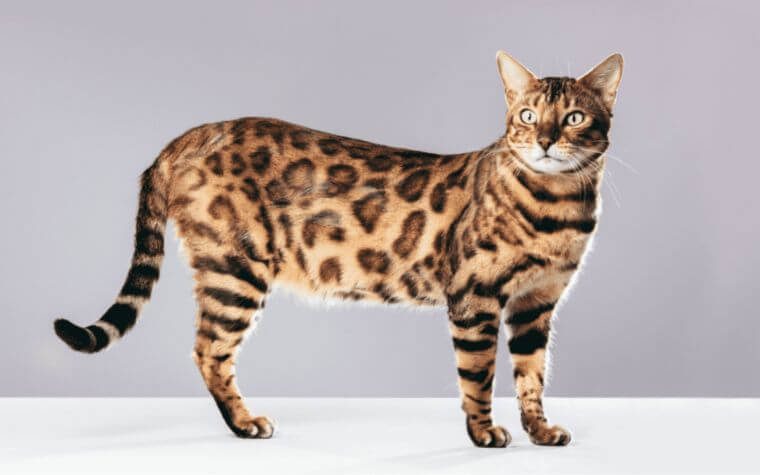 Bengal - Cutest Cat Breeds