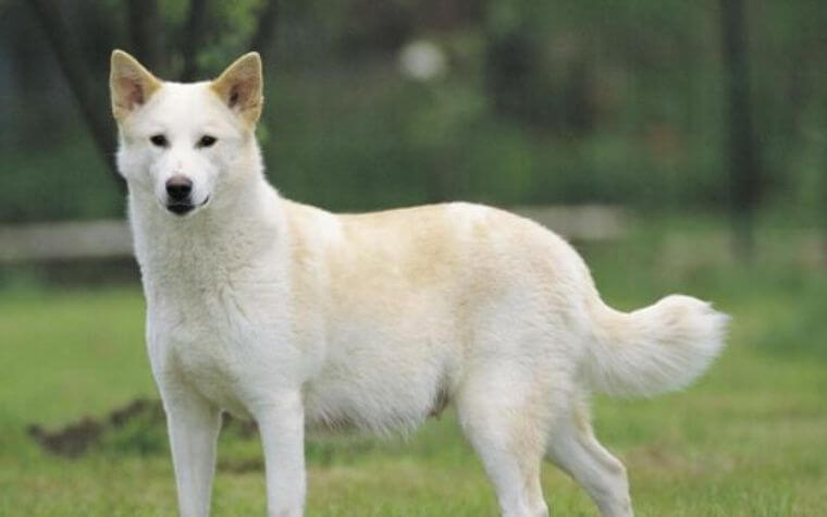 Canaan Dog - Rare Dog Breeds