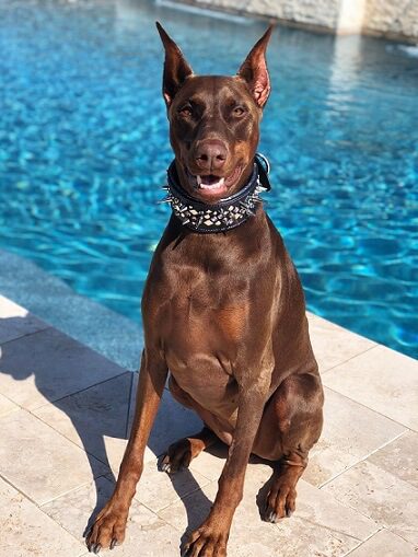 Doberman Pinscher