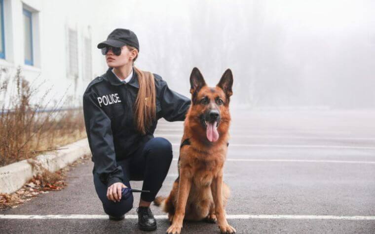 Fun Facts About Police Dogs