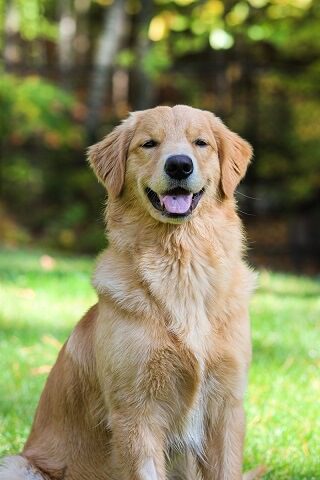 Golden Retriever Physical Appearance