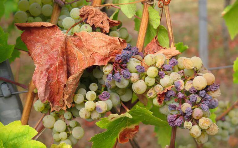 Grapes and Raisins