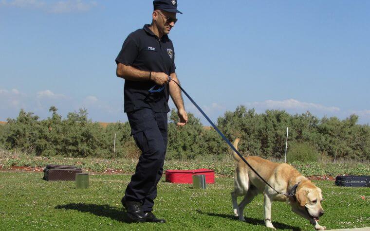 How Are Dogs Trained to Sniff Out Drugs?