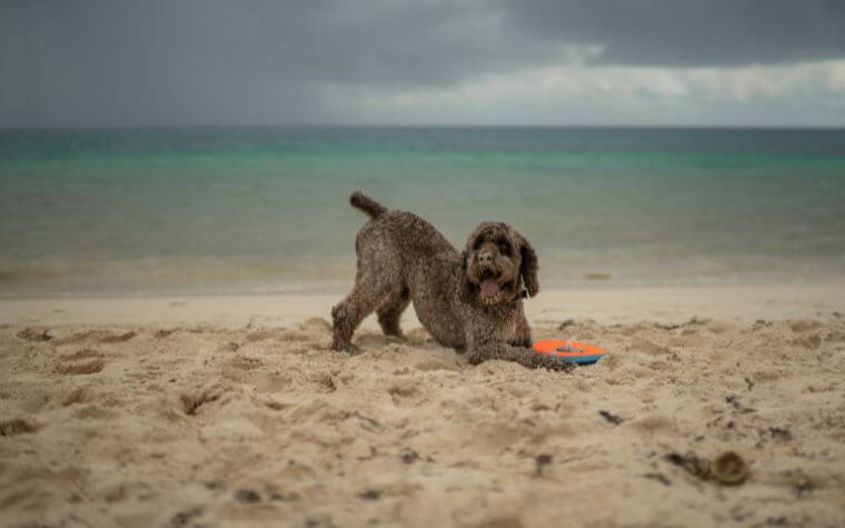 Lagotto Romagnolo