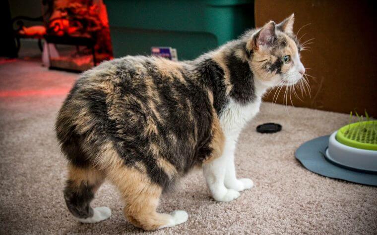 Manx - Cutest Cat Breeds