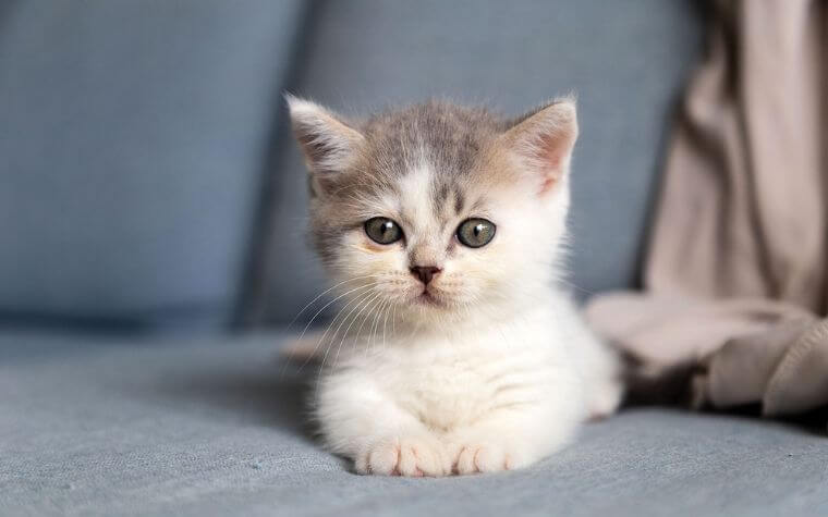 Munchkin Cat - Cutest Cat Breeds
