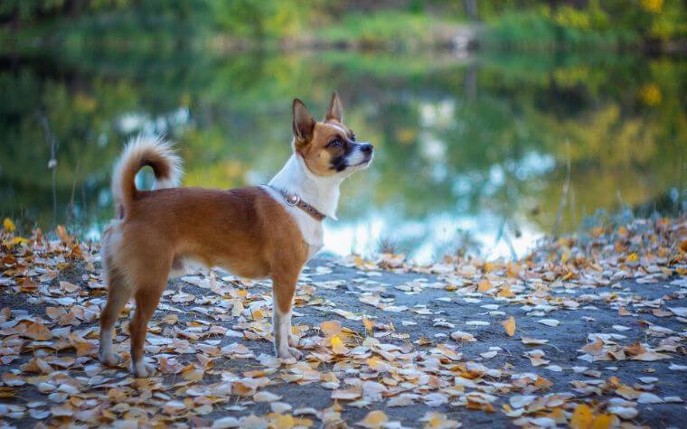 Norwegian Lundehund