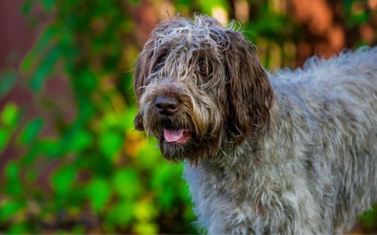 Otterhound