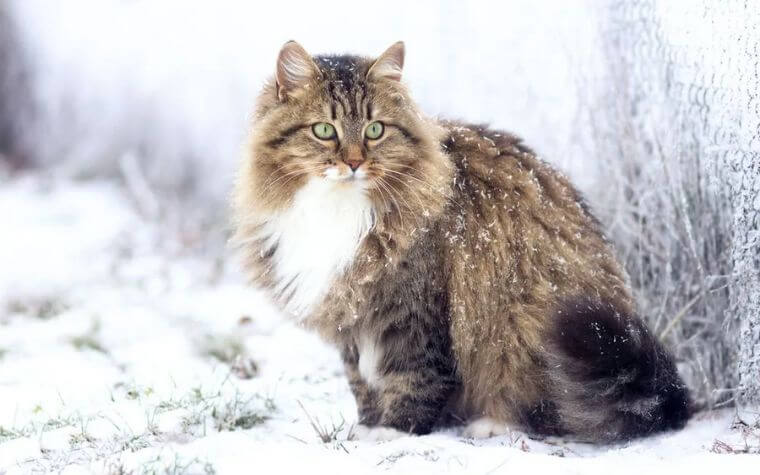 The Siberian Cat's Origin and History: