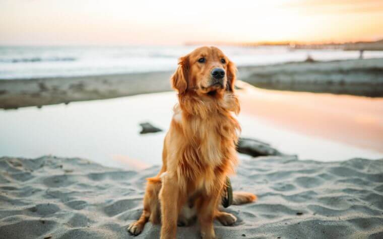 The temperament of a Golden Retriever