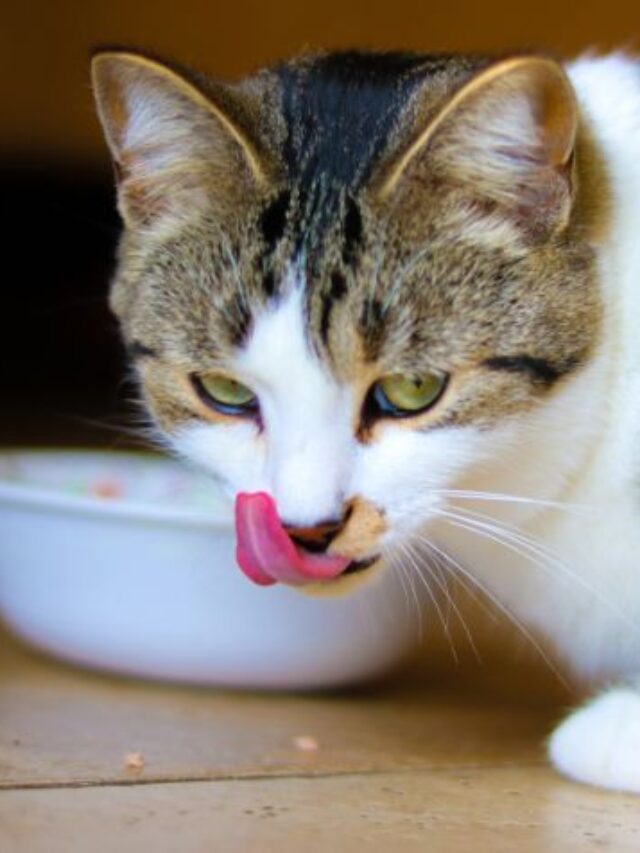 10 Poisonous and Toxic Foods That Can Kill Your Cat