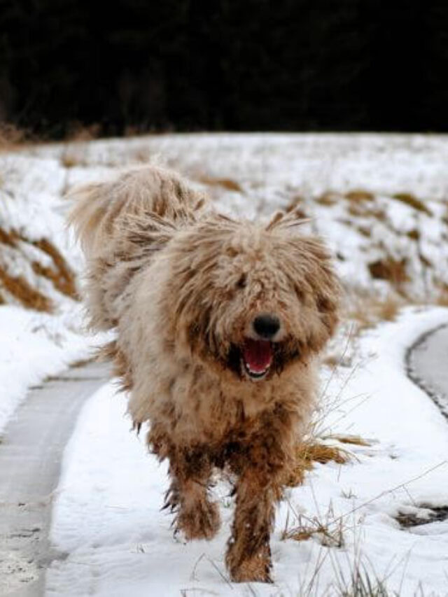 cropped-Komondor.jpg