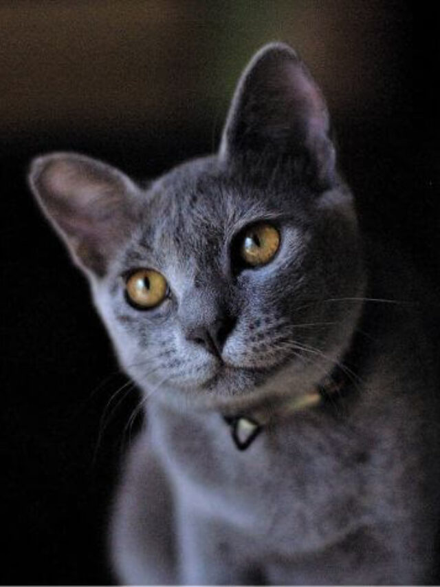 Russian Blue