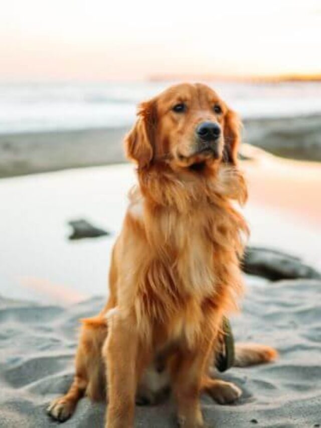 Golden Retriever