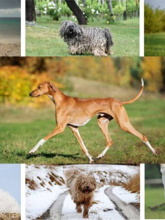 Explore the Top 10 Rare Dog Breeds Around the World