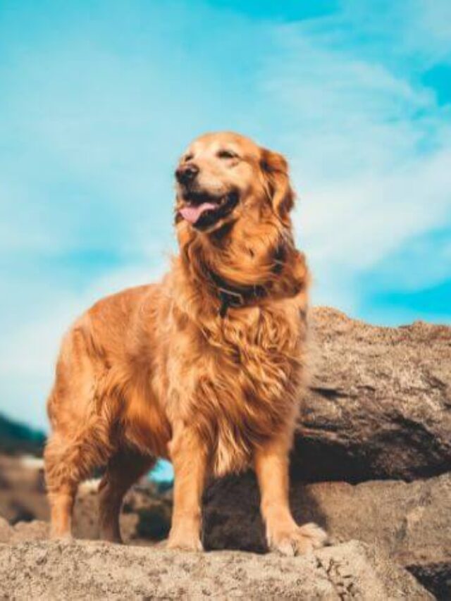 Why is the Golden Retriever Considered a Great Family Pet