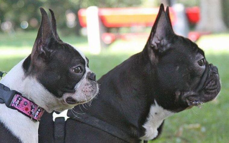 Boston Terrier Vs French Bulldog: Temperament Differences.