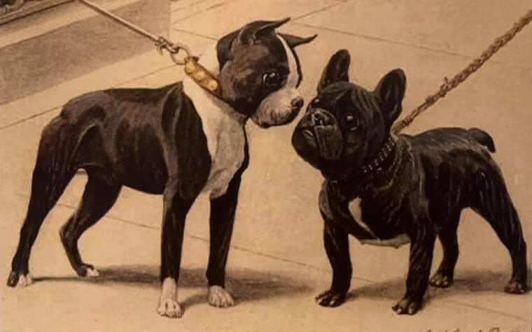 How do differentiate between the appearance of a Boston Terrier Vs French bulldog?