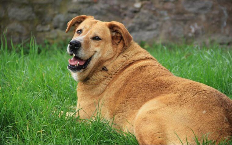 Obesity - Dog Health Problems