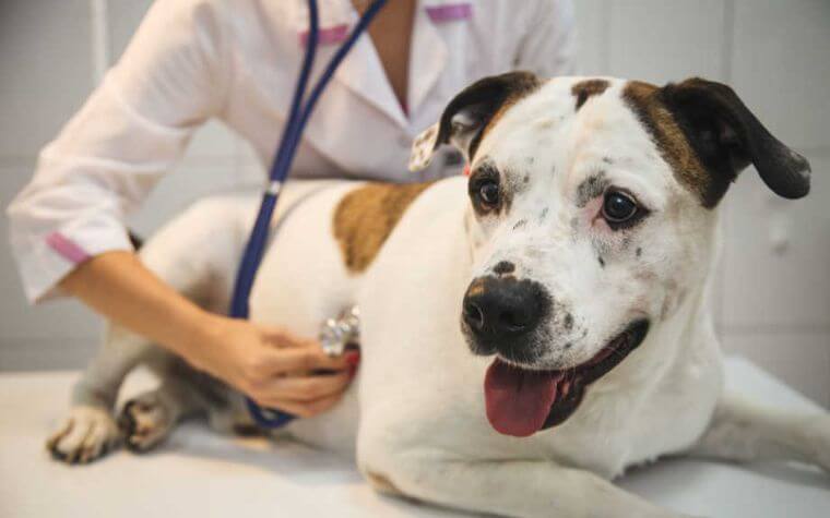 Some of the Most Prevalent Causes of Canine Heart Disease - Dog's Heart