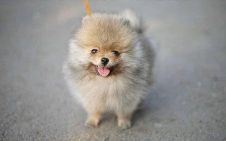 Teacup Pomerian