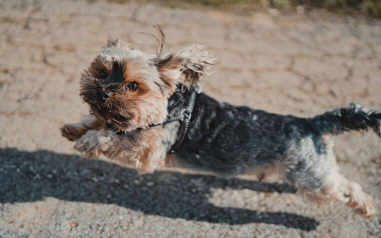 The Yorkshire Terrier - Teacup Dog Breeds