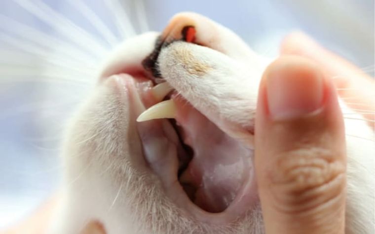 What are the Causes of Dental Disease in Cats?