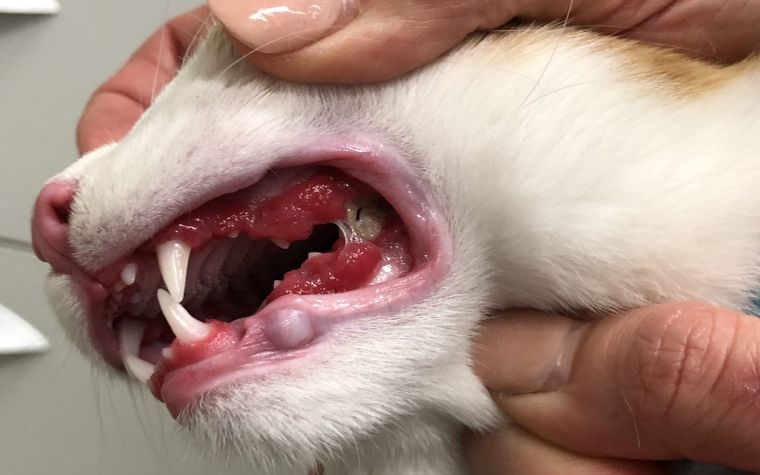 What Are the Signs That Show a Cat Has Dental Problems?