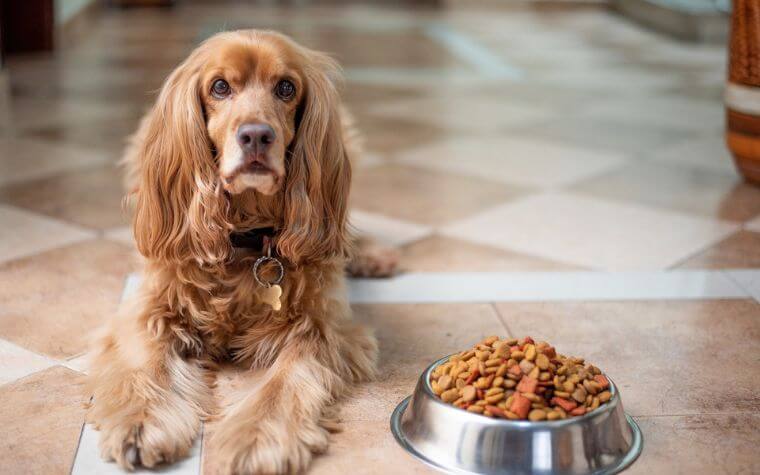 What should you observe while selecting your dog’s food?