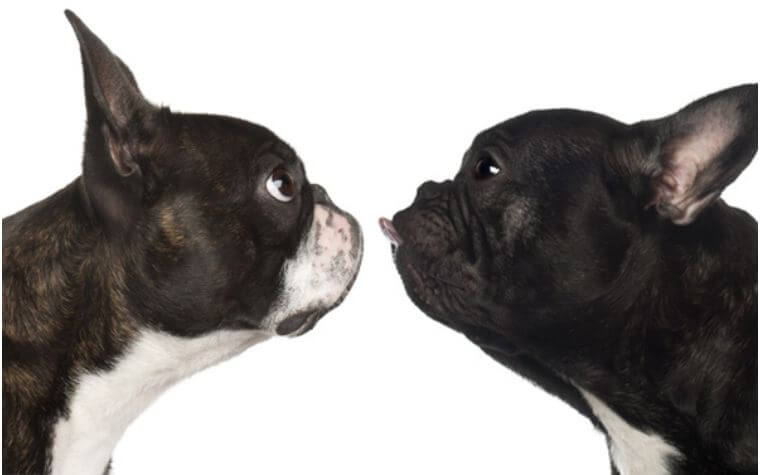 Which Dog Is Right for You: A Boston Terrier Vs French Bulldog?