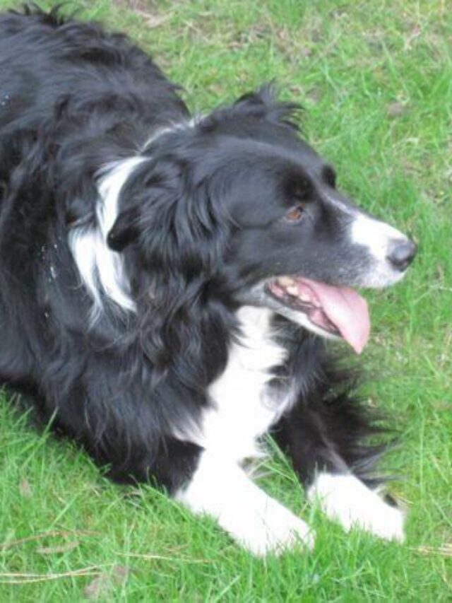 Cumberland Sheepdog the Obscure Extinct Dog Breed