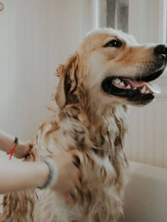 Protect your Dog from Getting Sick Dog Health Issues